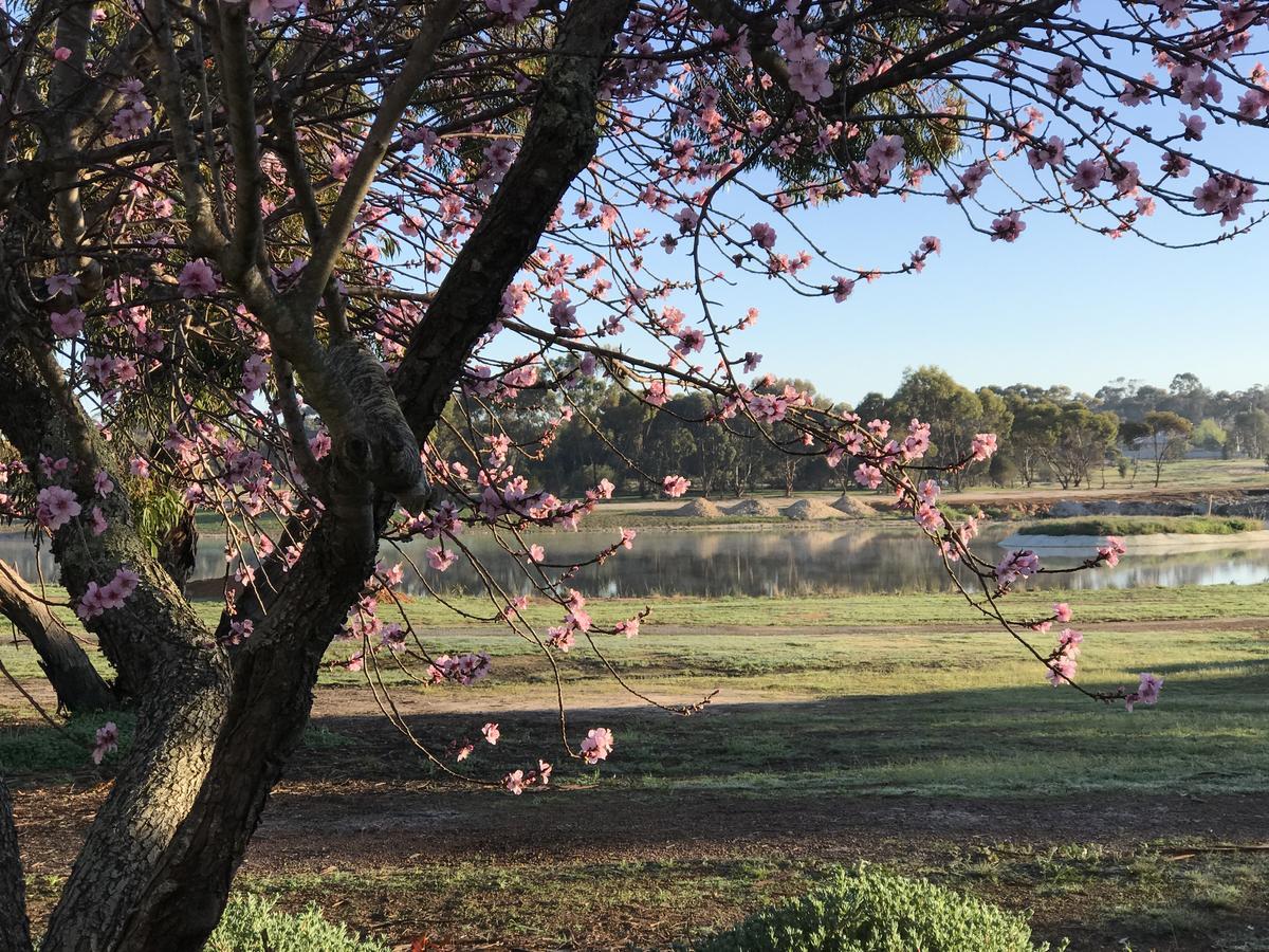 Yellow Gum Bed And Breakfast Katanning Luaran gambar